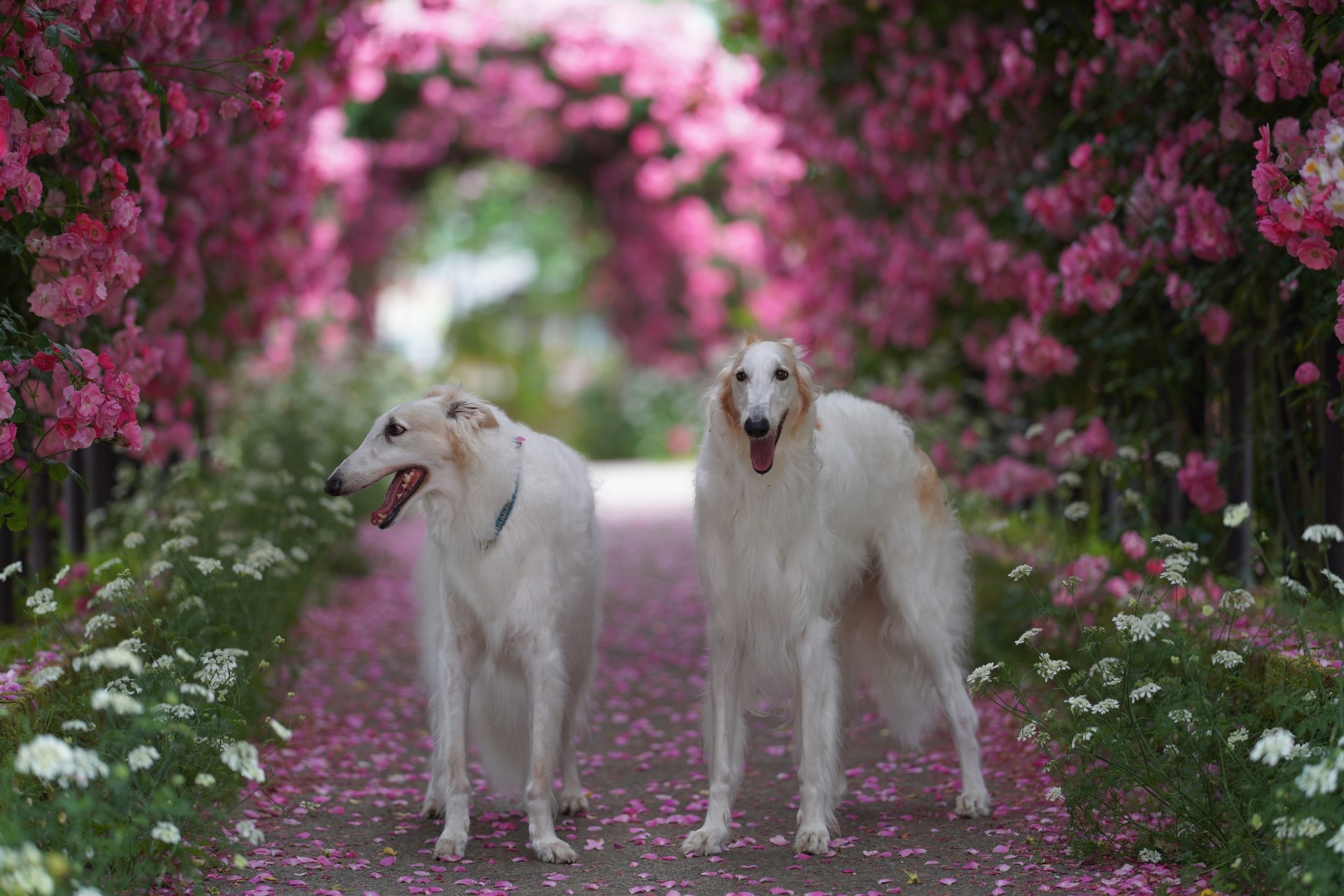 【犬種辞典】ボルゾイ｜特徴・性格・飼い方のポイント・注意点を解説