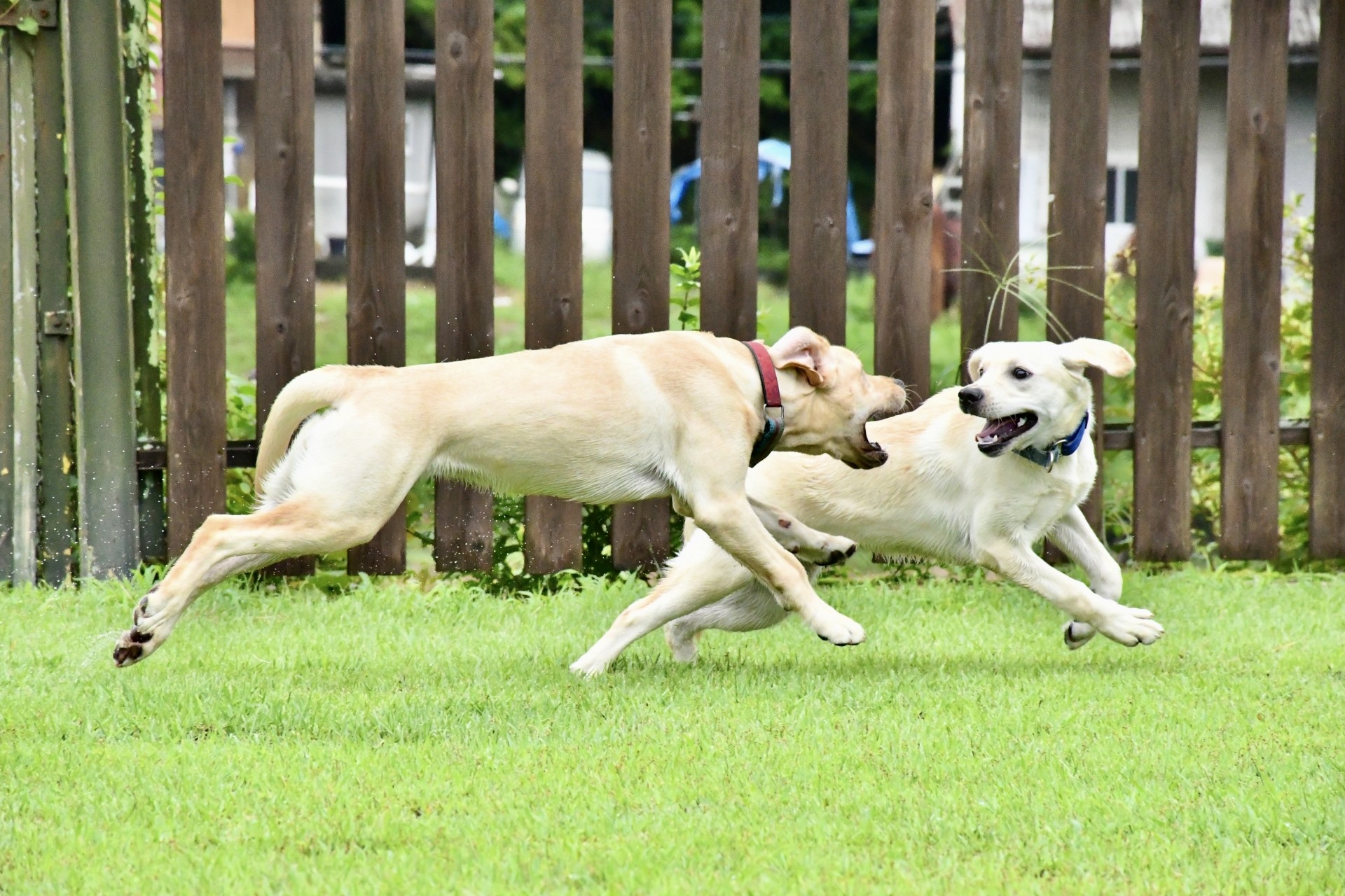 【犬種辞典】ラブラドールレトリーバー｜特徴・性格・飼い方のポイント・注意点を解説