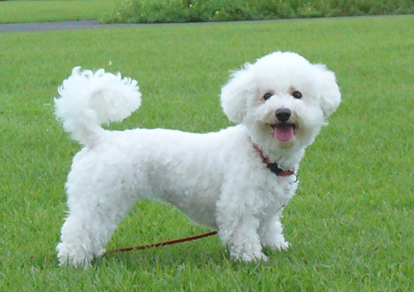 【犬種辞典】ビションフリーゼ｜特徴・性格・飼い方のポイント・注意点を解説