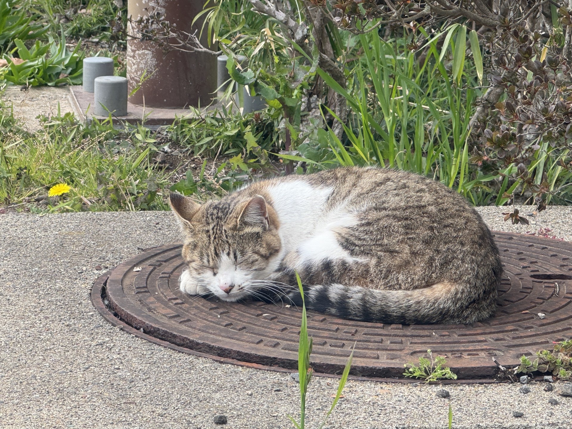 猫の模様にはどのような種類がある？模様の名前や性格について紹介