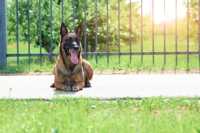 湿度が上がる季節の臭いを防ぐには？犬の汗や皮脂による悩み対策（消臭剤・除菌）