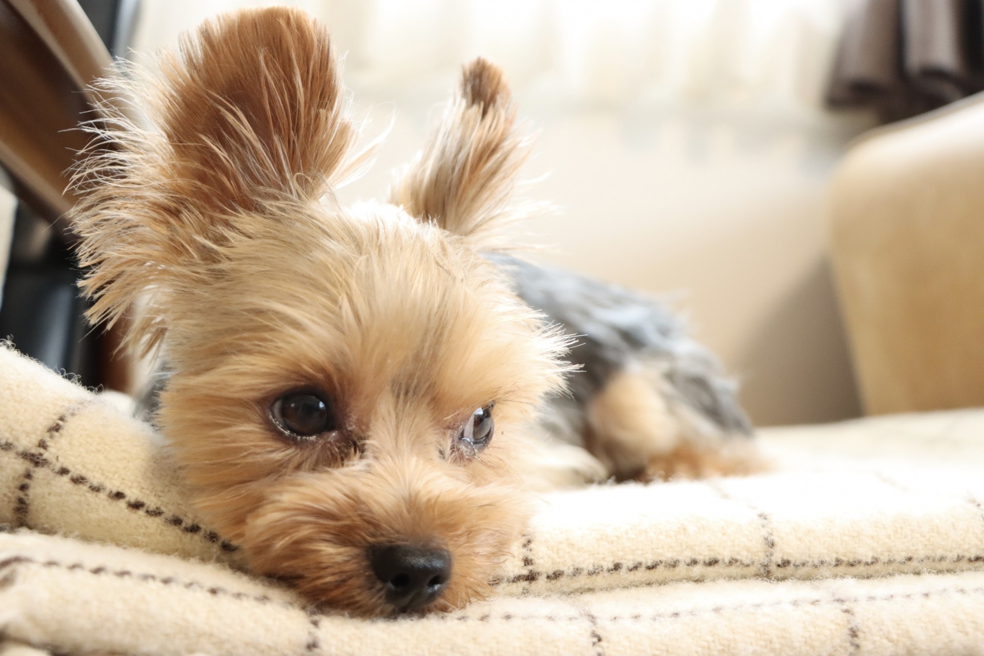 【犬種辞典】ヨークシャーテリア｜特徴・性格・飼い方のポイント・注意点を解説