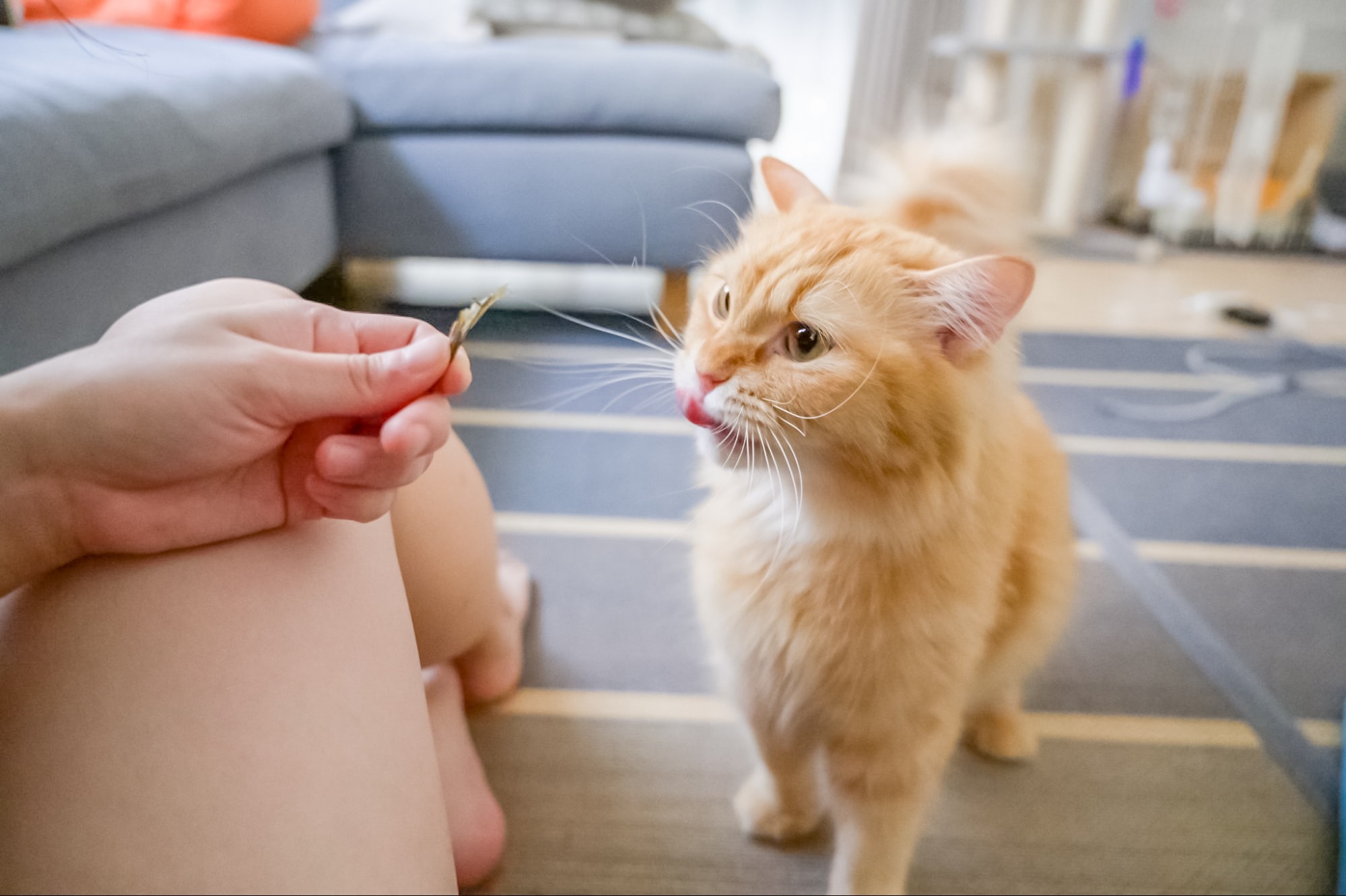 猫が喜ぶおやつとは？4つのタイプや与えるときのチェックポイントを解説