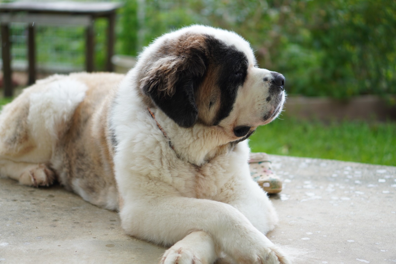 【犬種辞典】セントバーナード｜特徴・性格・飼い方のポイント・注意点を解説