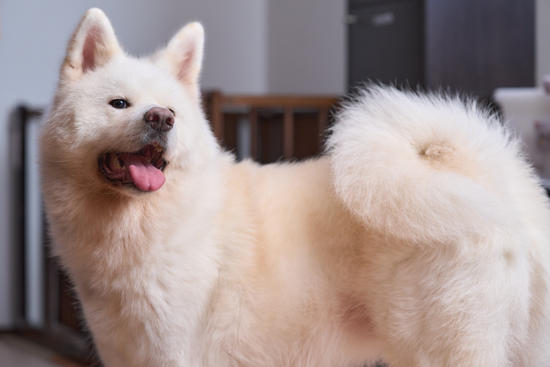 【犬種辞典】秋田犬｜特徴・性格・飼い方のポイント・注意点を解説