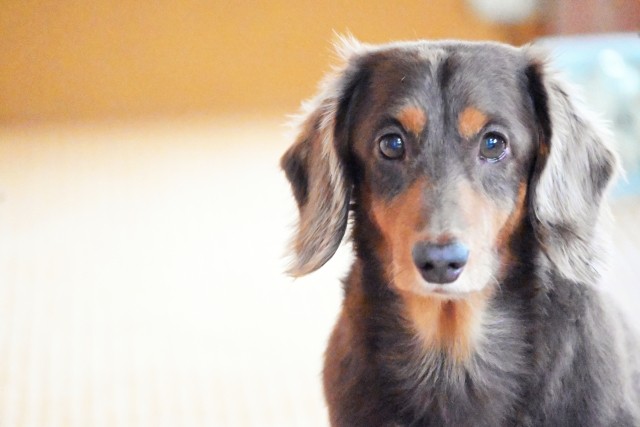 【犬種辞典】ダックスフンド｜特徴・性格・飼い方のポイント・注意点を解説