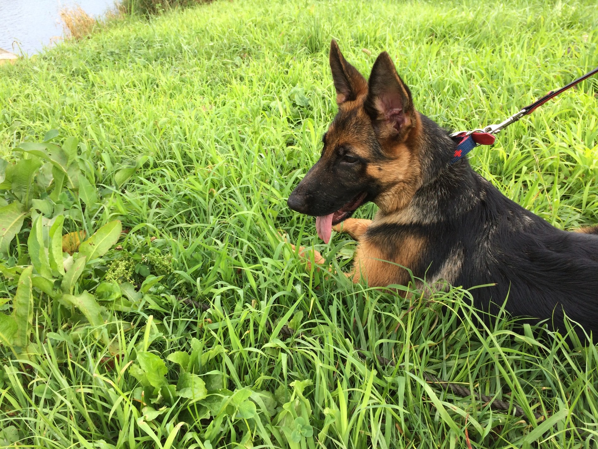 【犬種辞典】シェパード｜特徴・性格・飼い方のポイント・注意点を解説