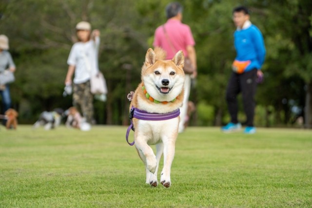 東京のおすすめドッグランをご紹介！公園や屋内型も