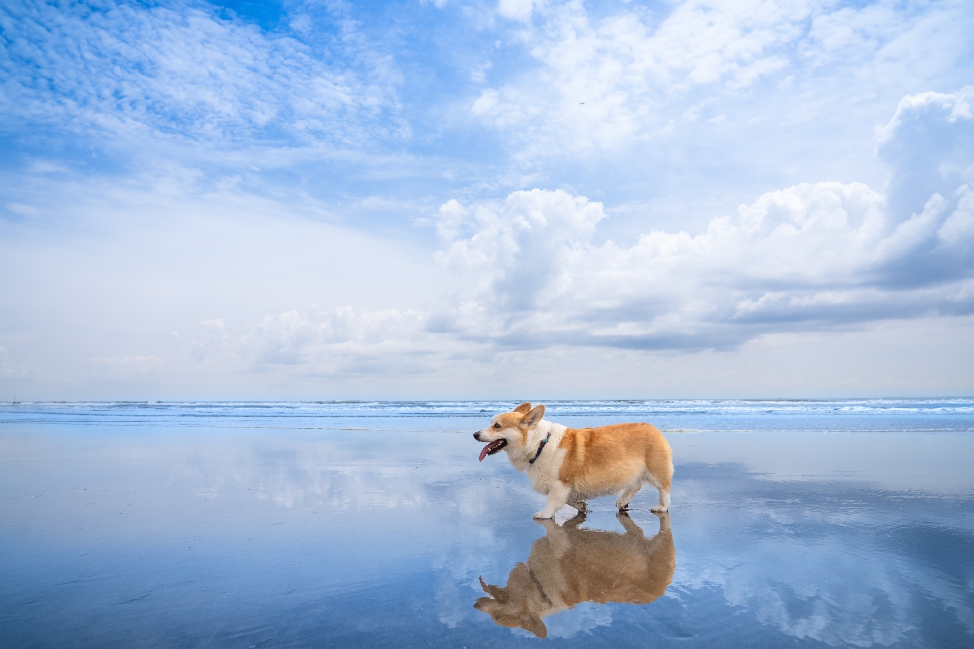 犬と海へ行く際の注意点は？必要な持ち物やあったら便利なアイテムも紹介