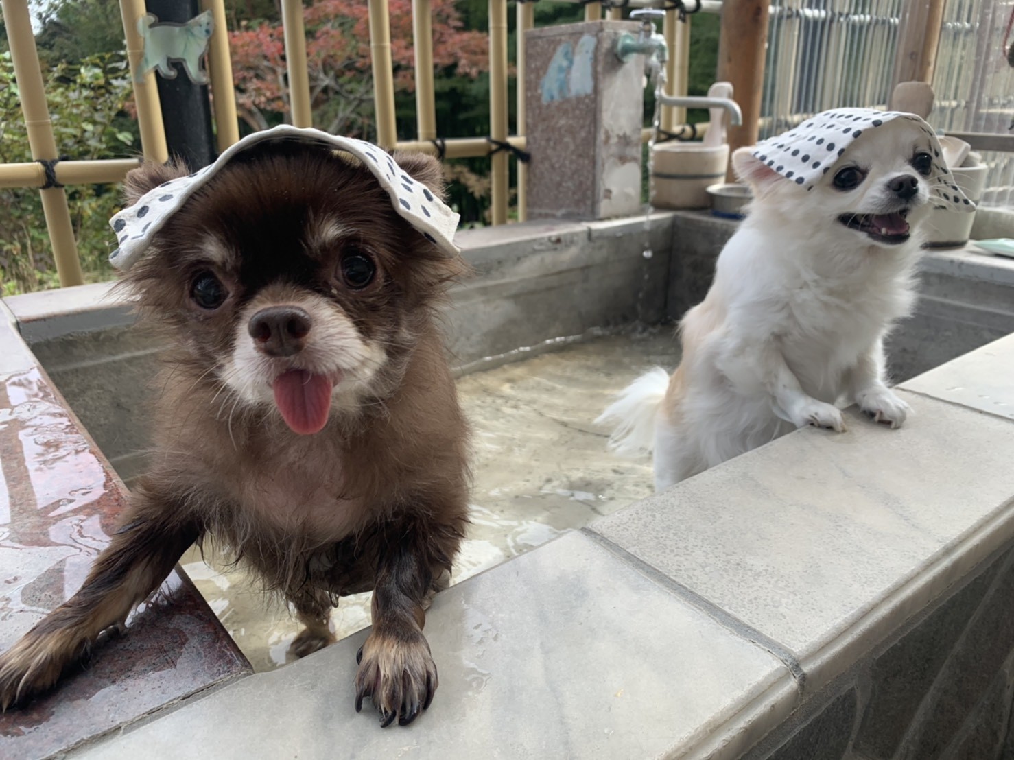 犬も一緒に！ペットと行ける温泉宿のおすすめポイントを紹介