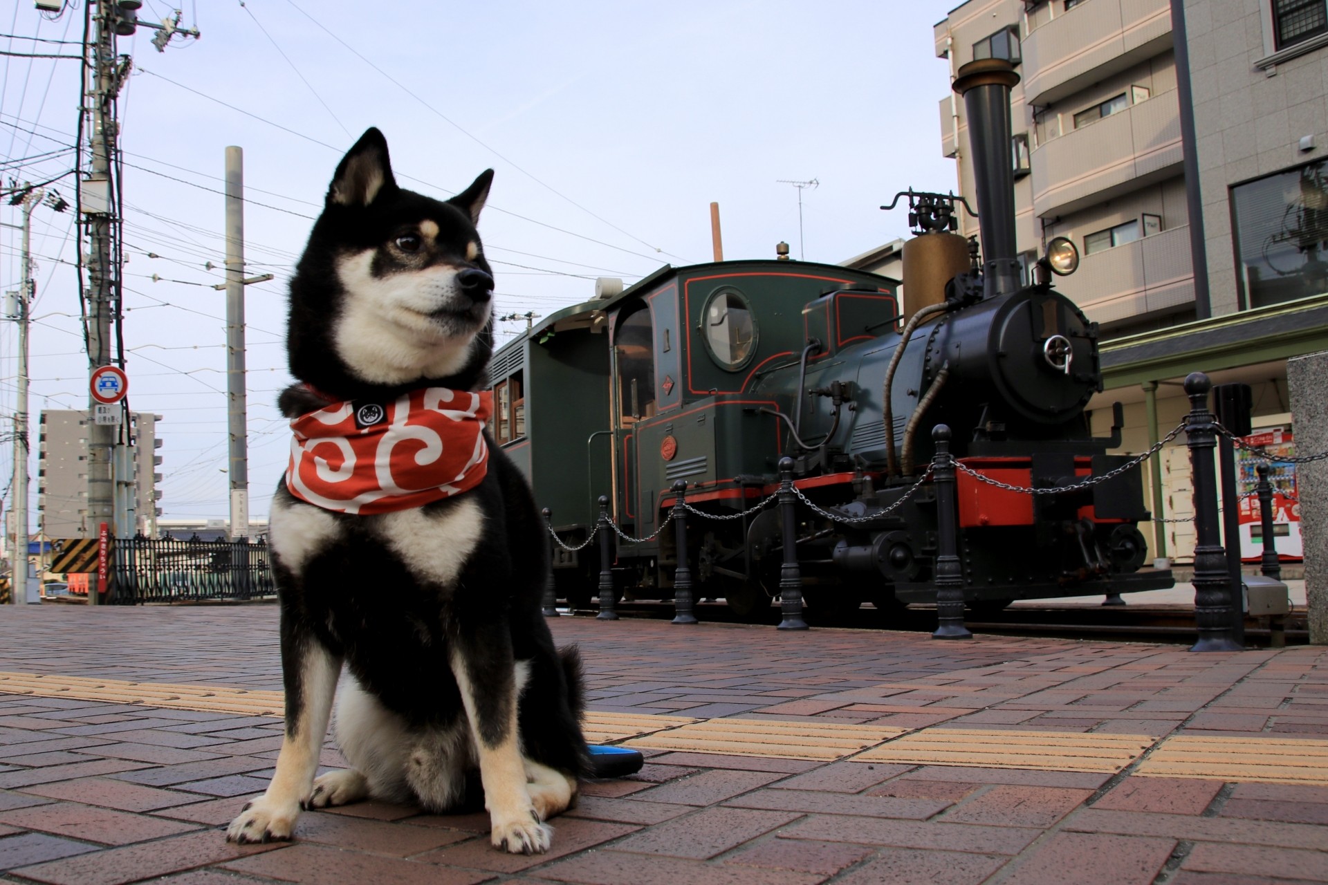 犬と泊まれる大阪の宿！大型犬が宿泊できる施設も紹介