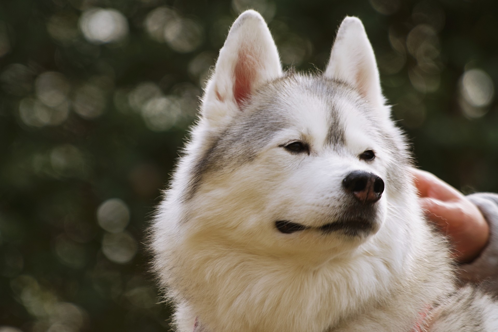 【犬種辞典】シベリアンハスキー｜特徴・性格・飼い方のポイント・注意点を解説