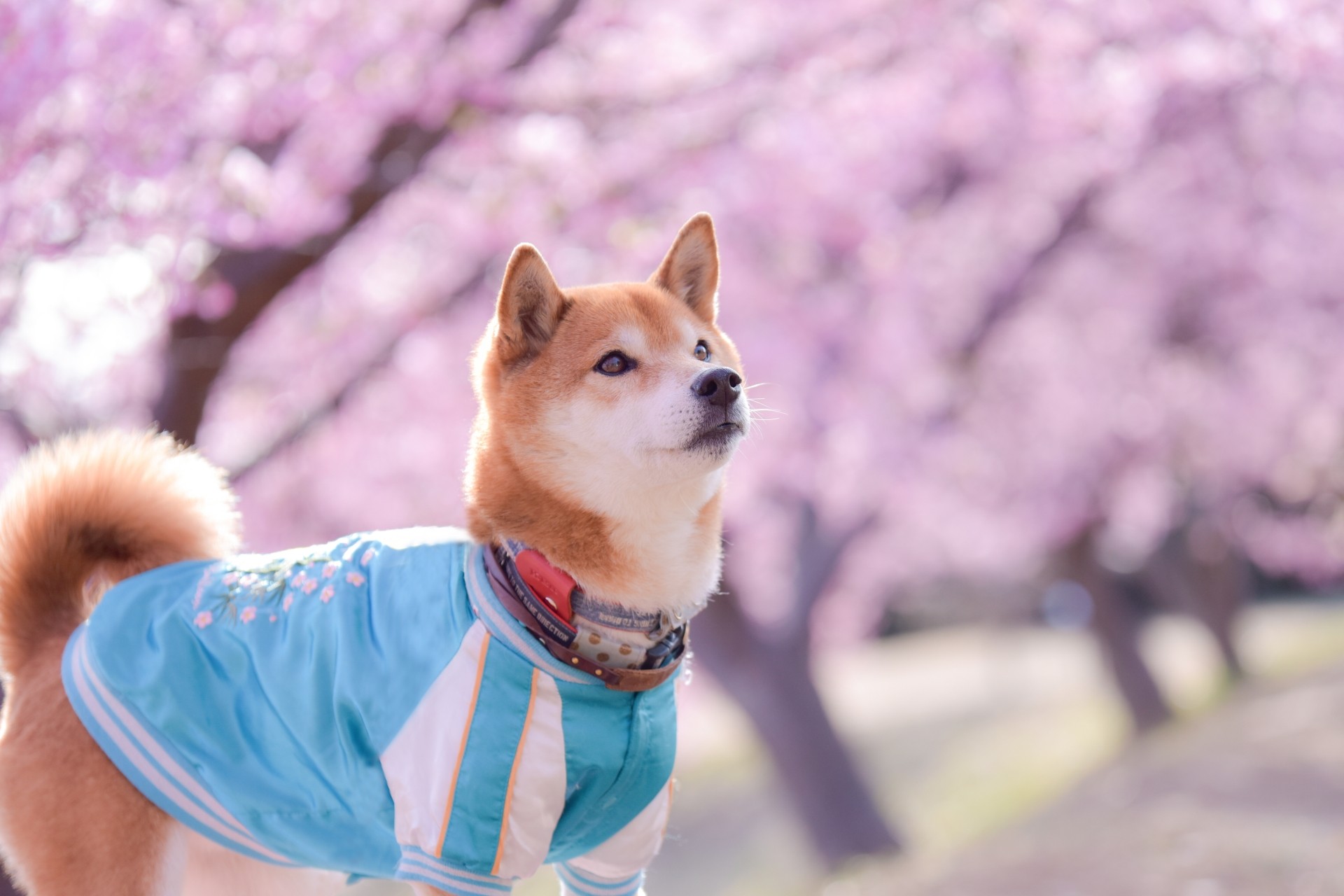 【犬種辞典】柴犬｜特徴・性格・飼い方のポイント・注意点を解説