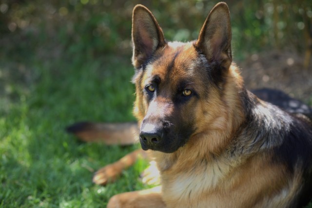 【犬種辞典】ジャーマンシェパード｜特徴・性格・飼い方のポイント・注意点を解説