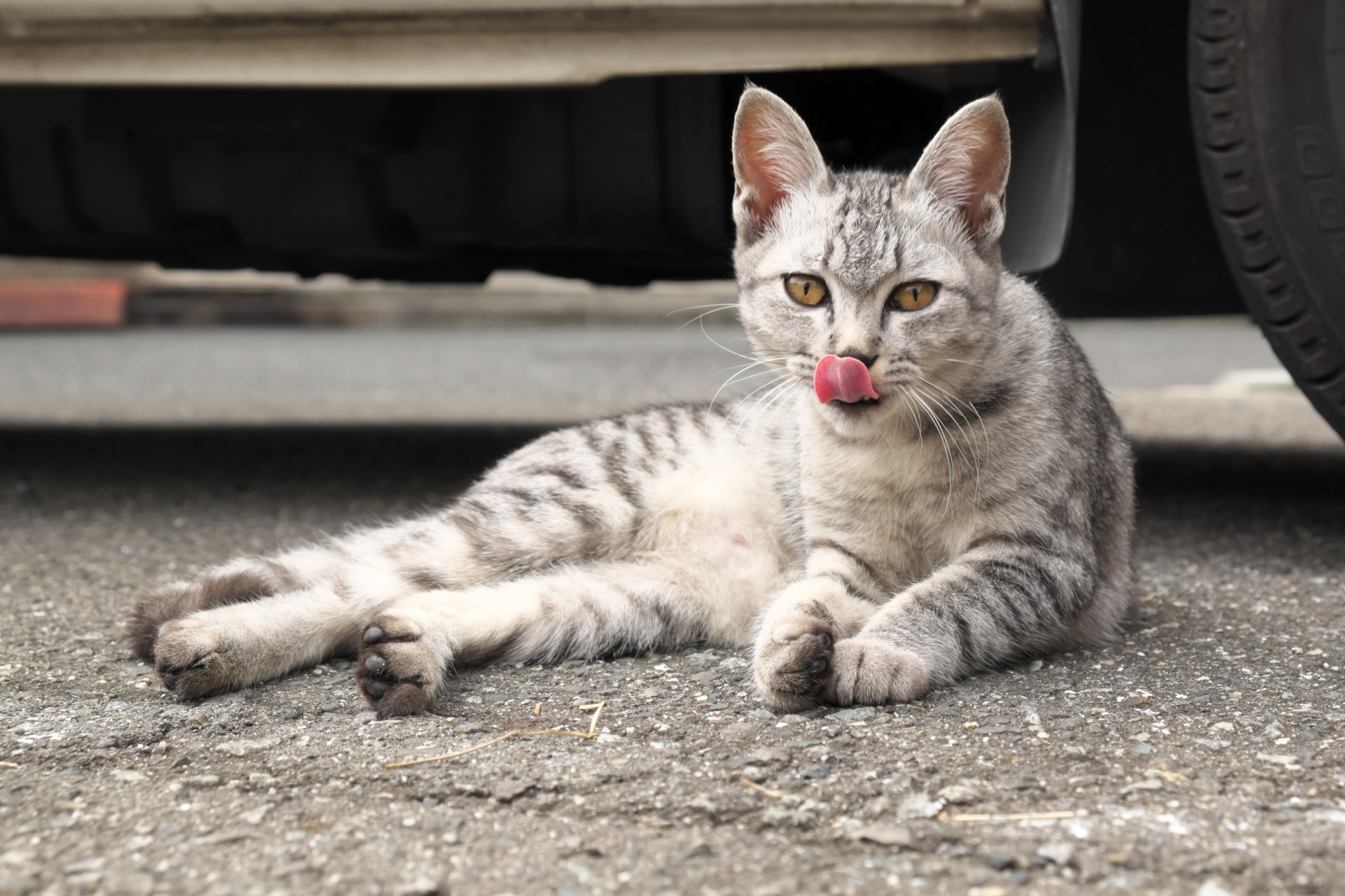 サバトラとはどんな猫？性格や特徴・キジトラ猫との違いを解説