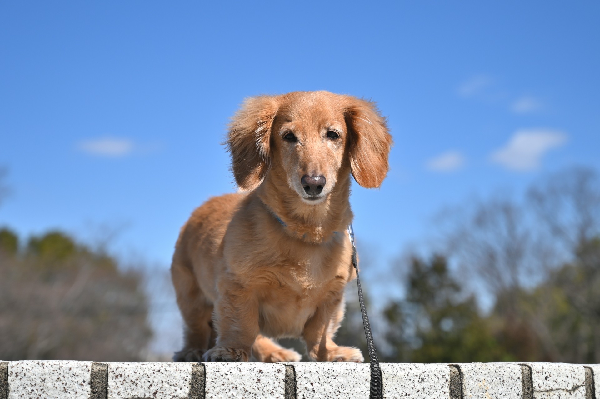 【犬種辞典】ミニチュアダックスフンド｜特徴・性格・飼い方のポイント・注意点を解説