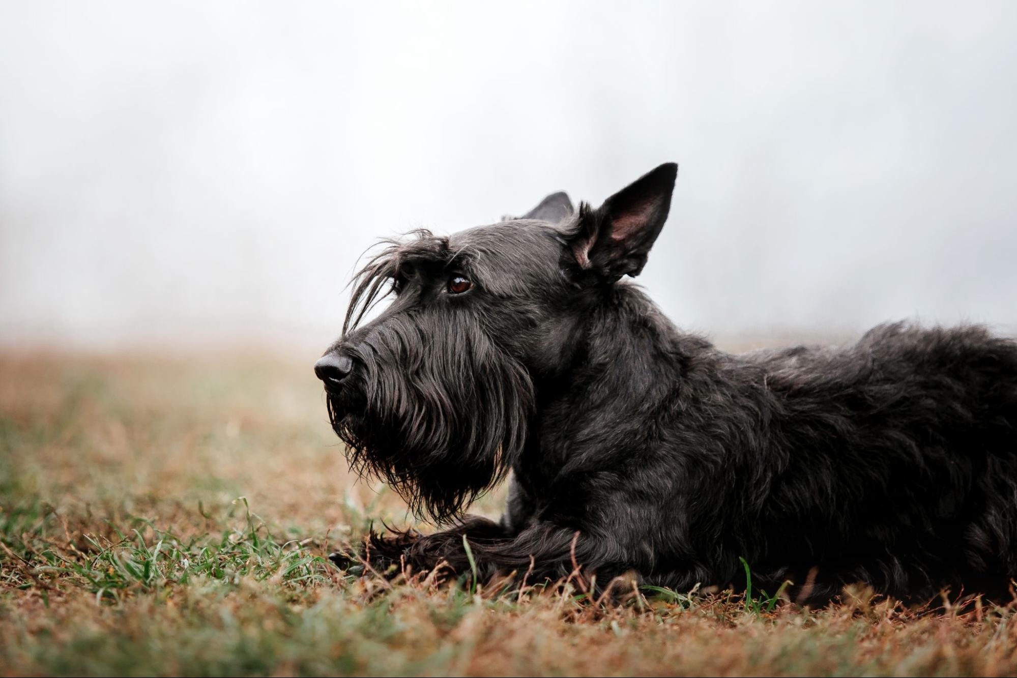 【犬種辞典】スコティッシュテリア｜特徴・性格・飼い方のポイント・注意点を解説