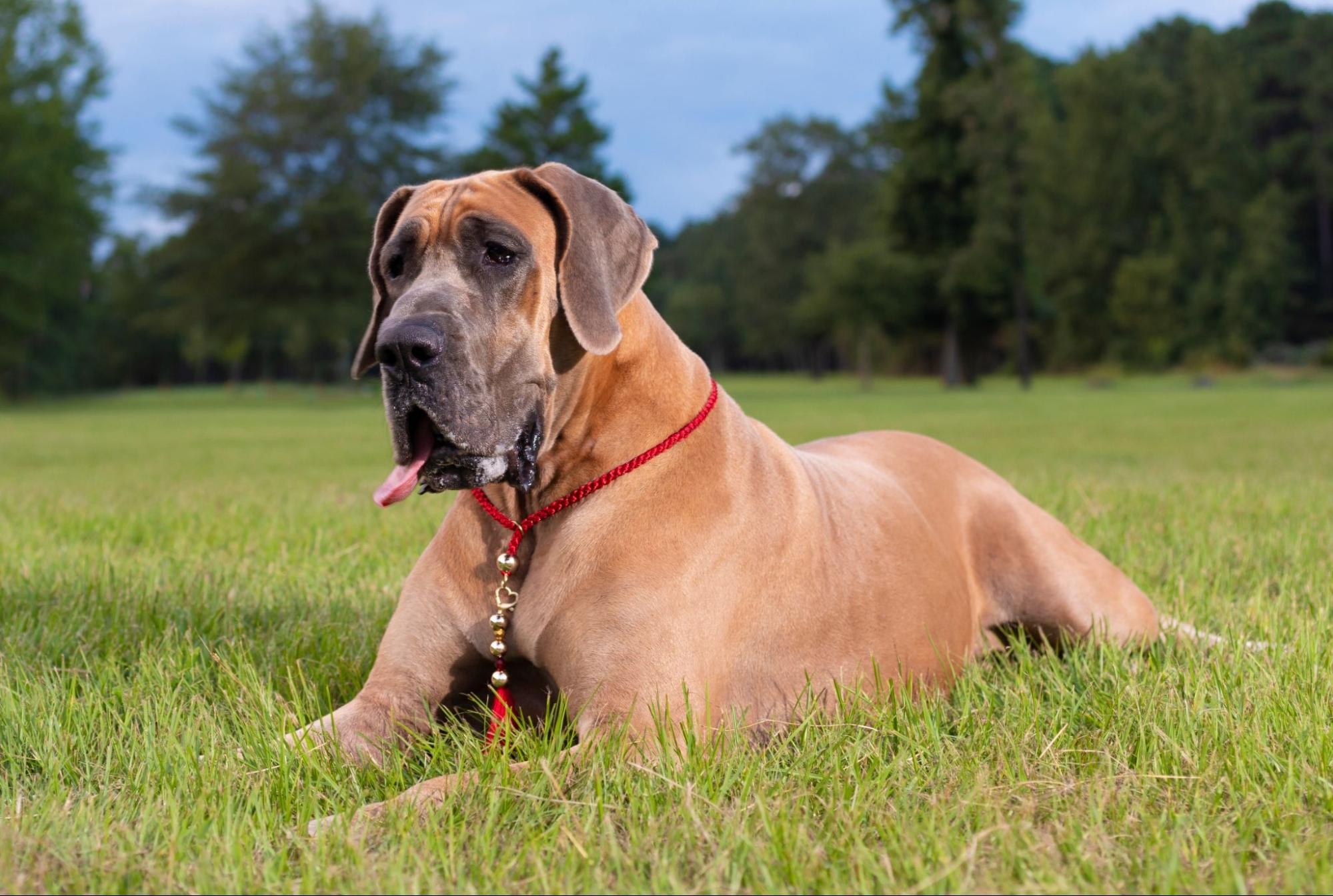 【犬種辞典】グレートデーン｜特徴・性格・飼い方のポイント・注意点を解説