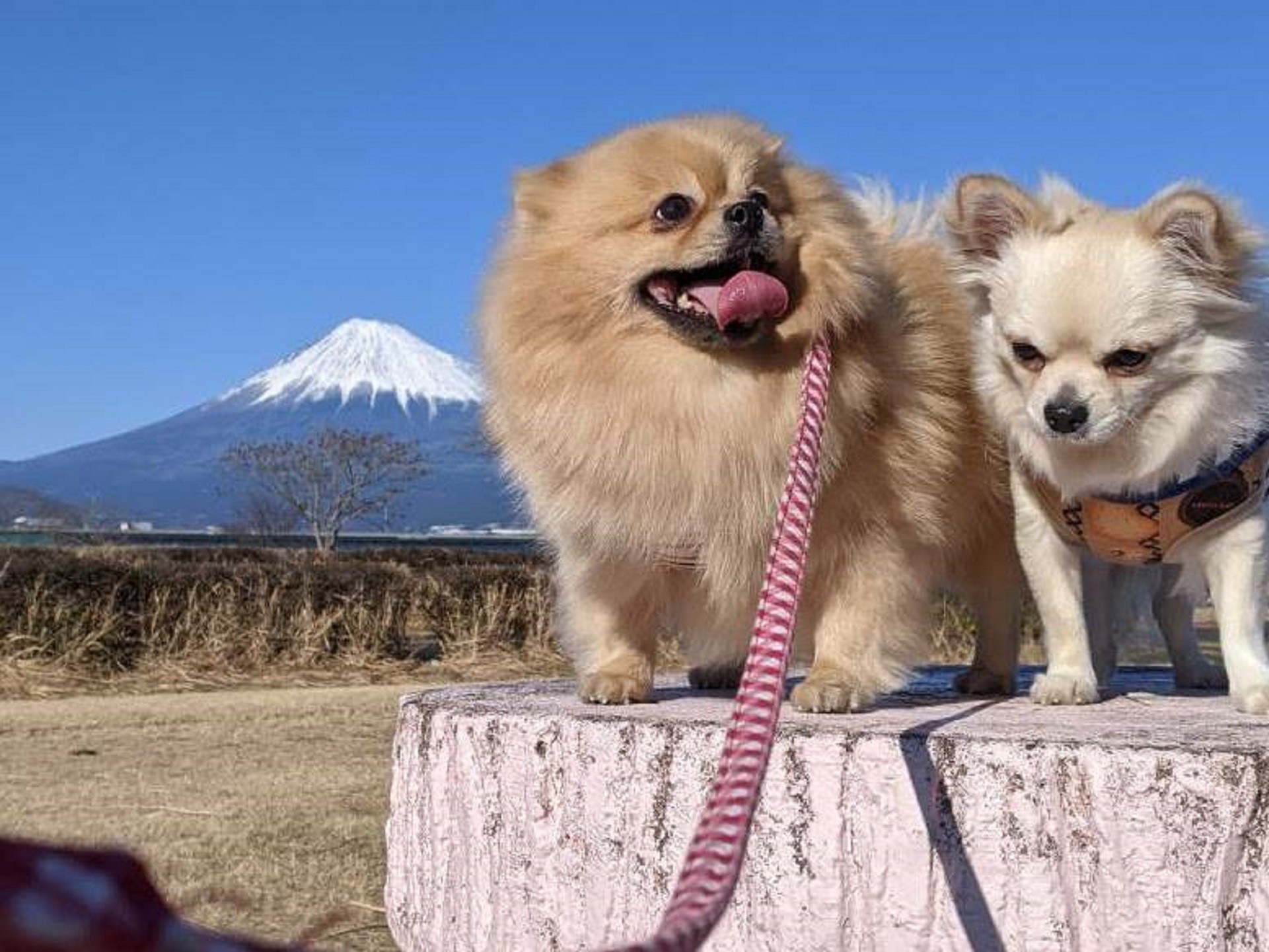 【ここもアリなの？！】実はペット同伴OKな世界遺産