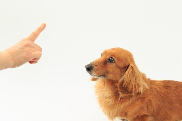 犬のしつけ用品をトレーニング目的別に紹介！仲良く暮らすためのルール